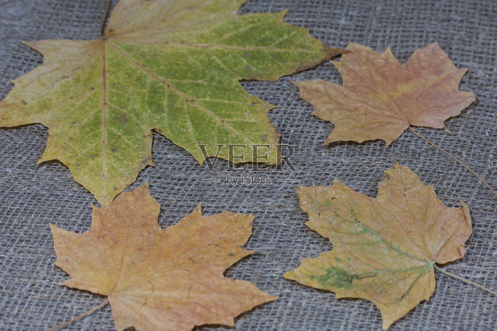 在粗糙的亚麻布上晒干的枫叶。秋天的静物画。照片摄影图片