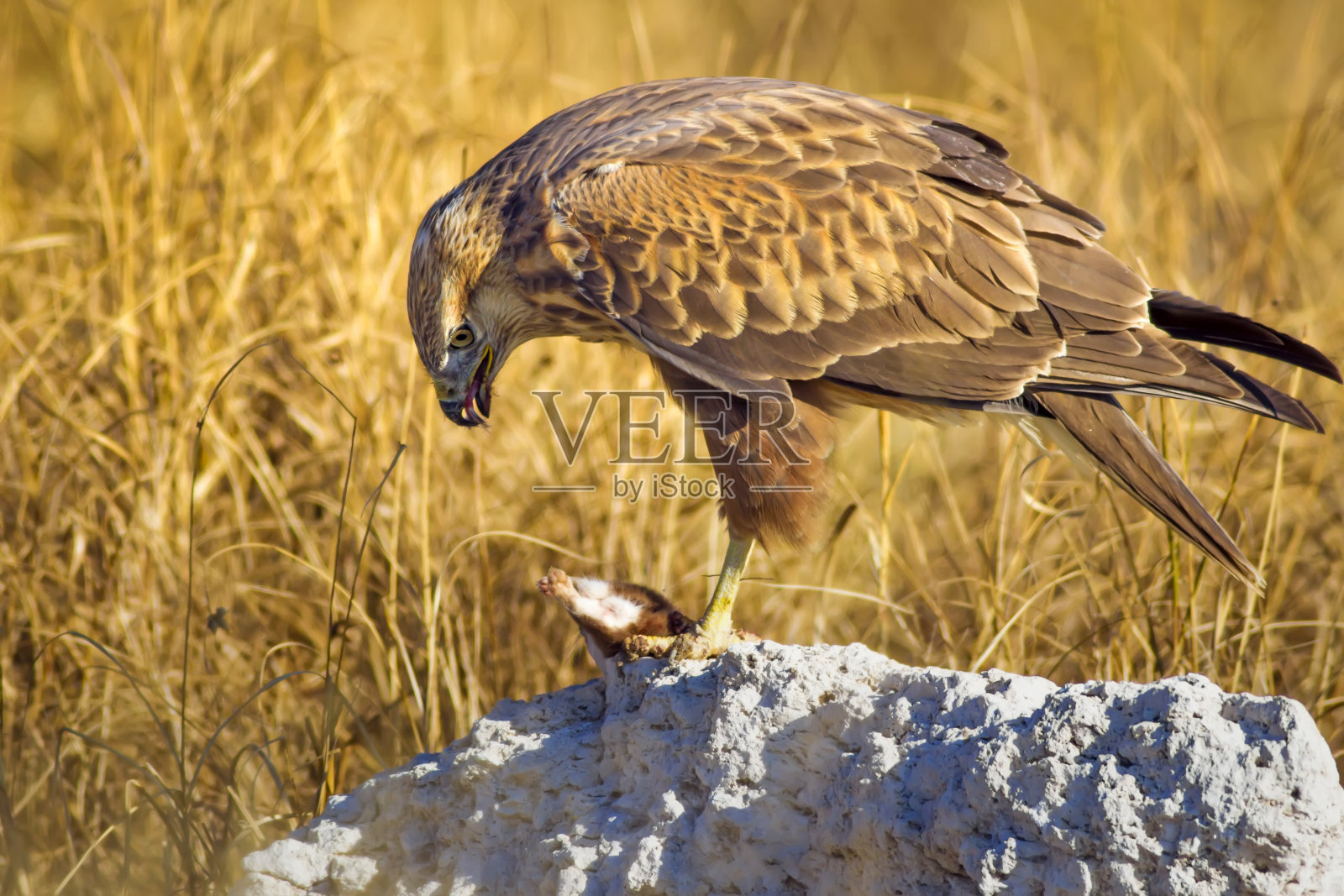 猛禽、秃鹫和猎食最少的黄鼠狼。以黄色的干草为背景。亨特:至少黄鼠狼。Mustela nivalis。照片摄影图片