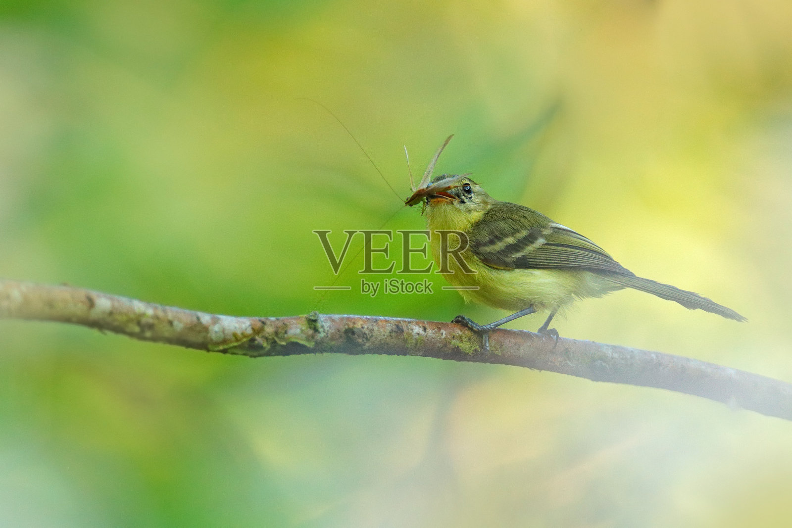 黄色的暴龙，黄辣椒，捕捉蚱蜢蝗虫的喙，鸟类行为在热带森林，Corcovado NP，哥斯达黎加。野生动物的本性。照片摄影图片