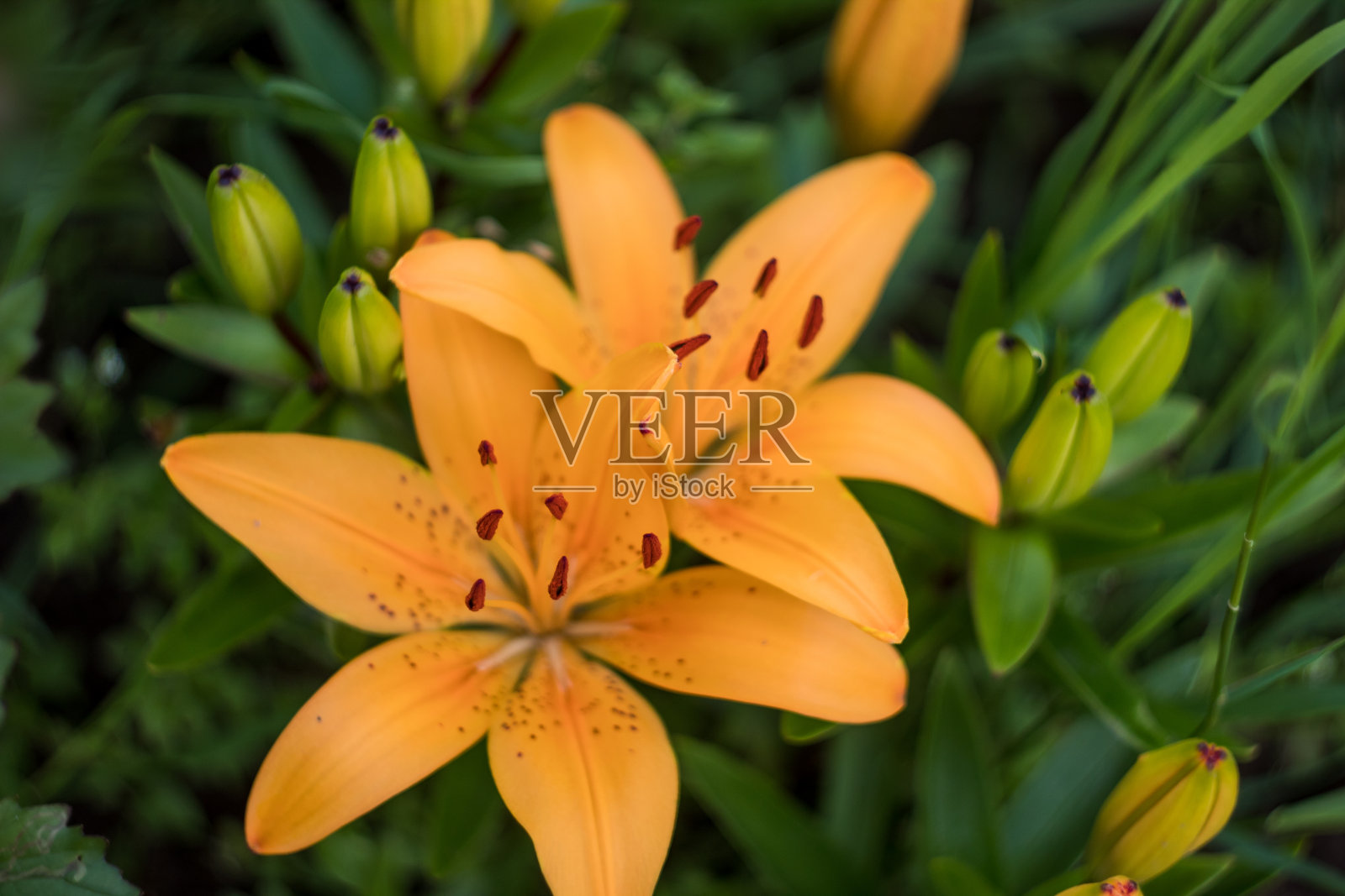 花园里有黄色的百合。许多颜色。美丽的花朵。周围的绿色植物照片摄影图片