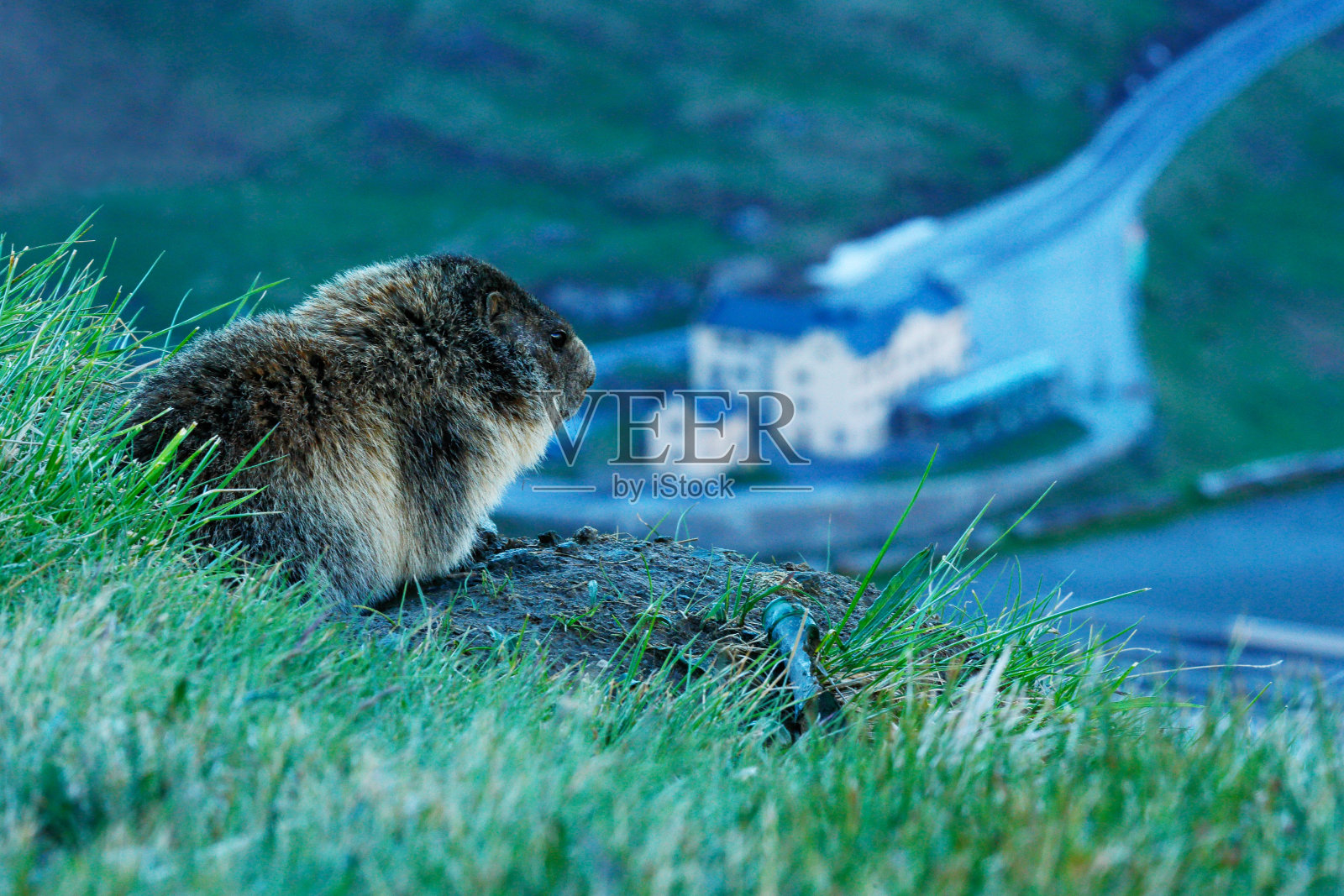 可爱的胖动物土拨鼠，坐在草地与自然的岩石栖息地，阿尔卑斯，意大利。野生自然的野生景象。有趣的图片，土拨鼠的细节。照片摄影图片