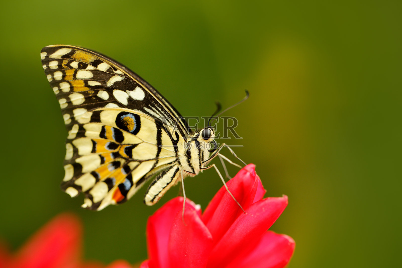 凤蝶，栖息于美国亚利桑那州南部的自然绿色森林中。蝴蝶坐在红黄花上。照片摄影图片