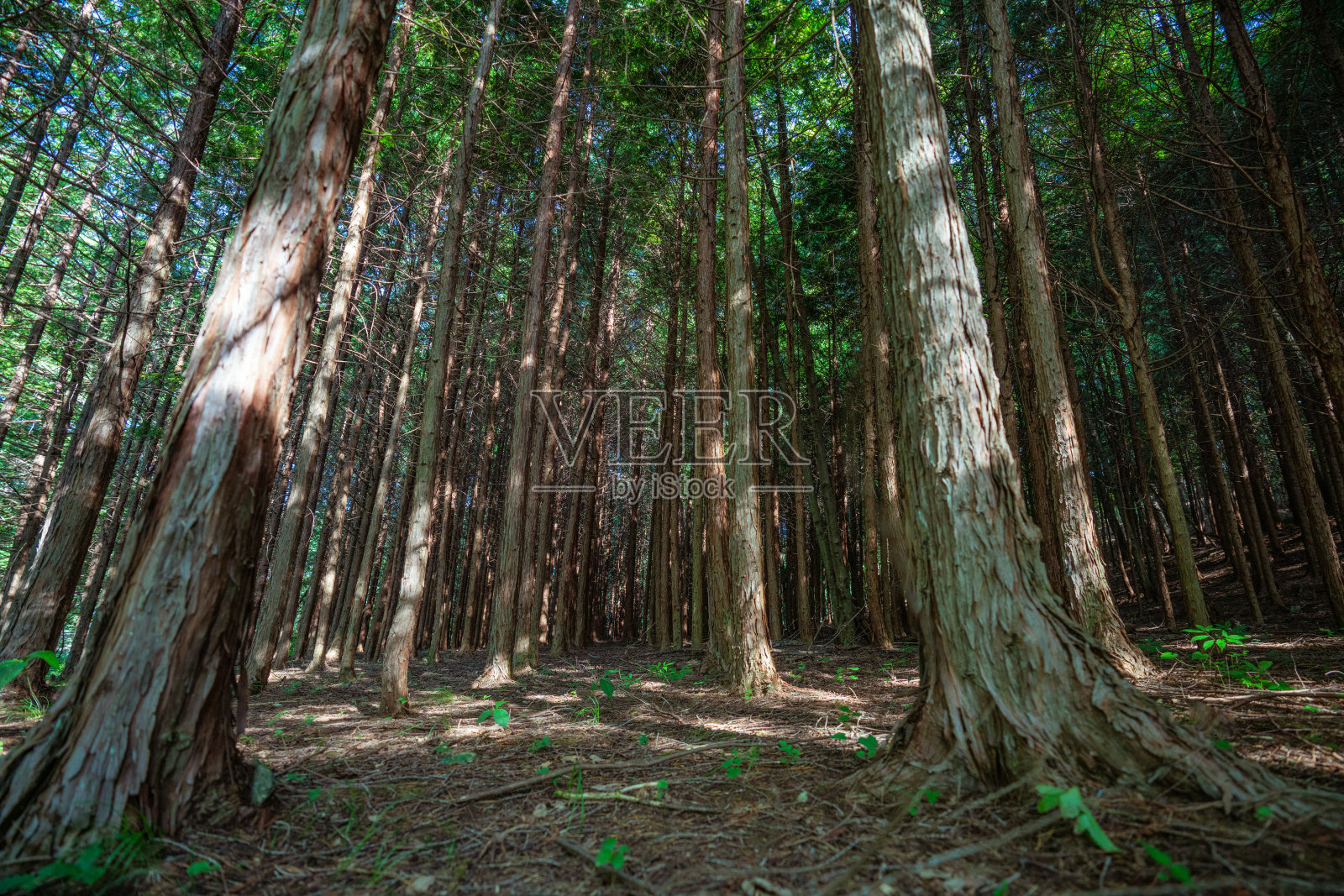 雪松林景观照片照片摄影图片