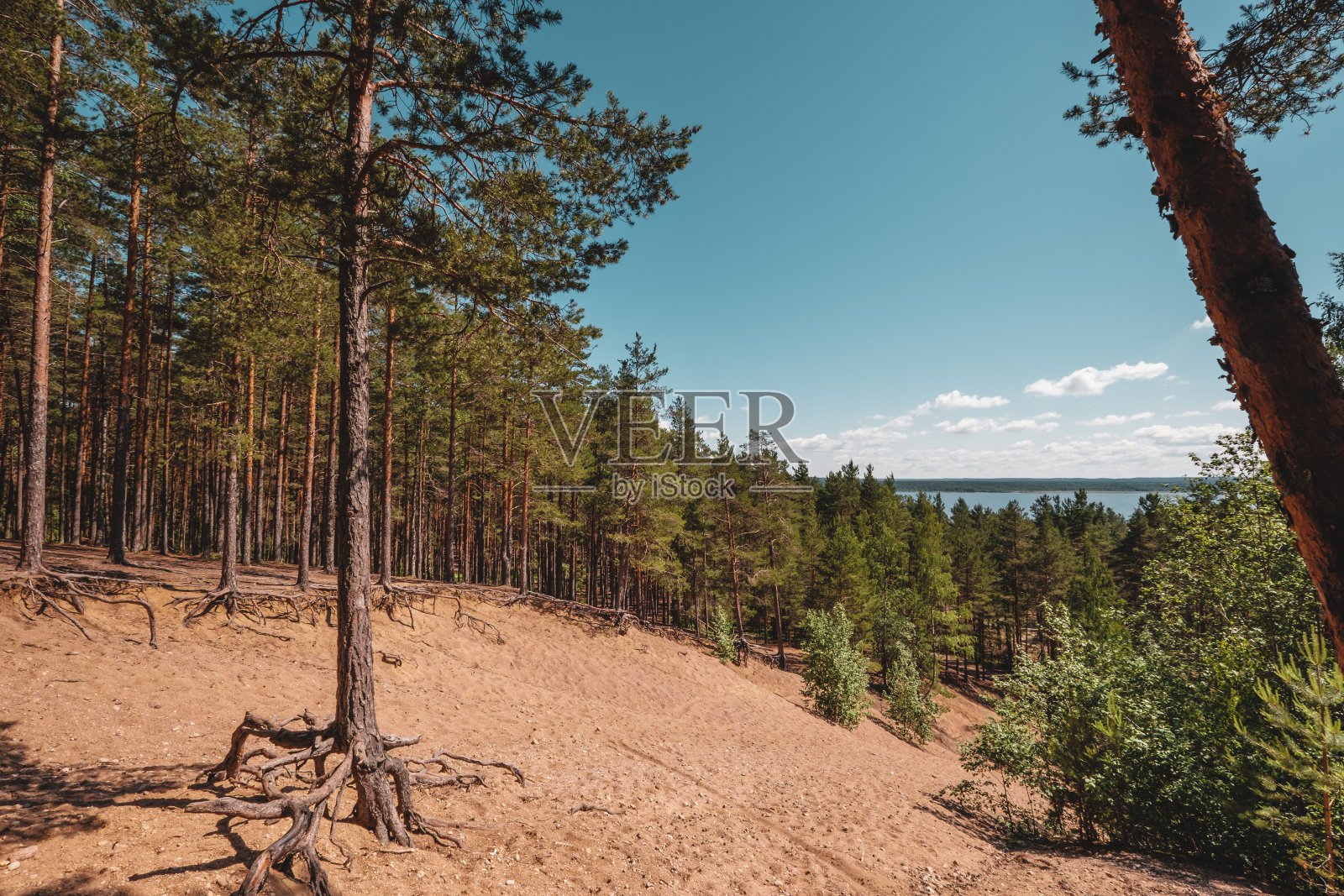 俄罗斯列宁格勒地区伊马拉附近的Vuoksa河附近，深蓝色天空下的松树林，傍晚的太阳。照片摄影图片