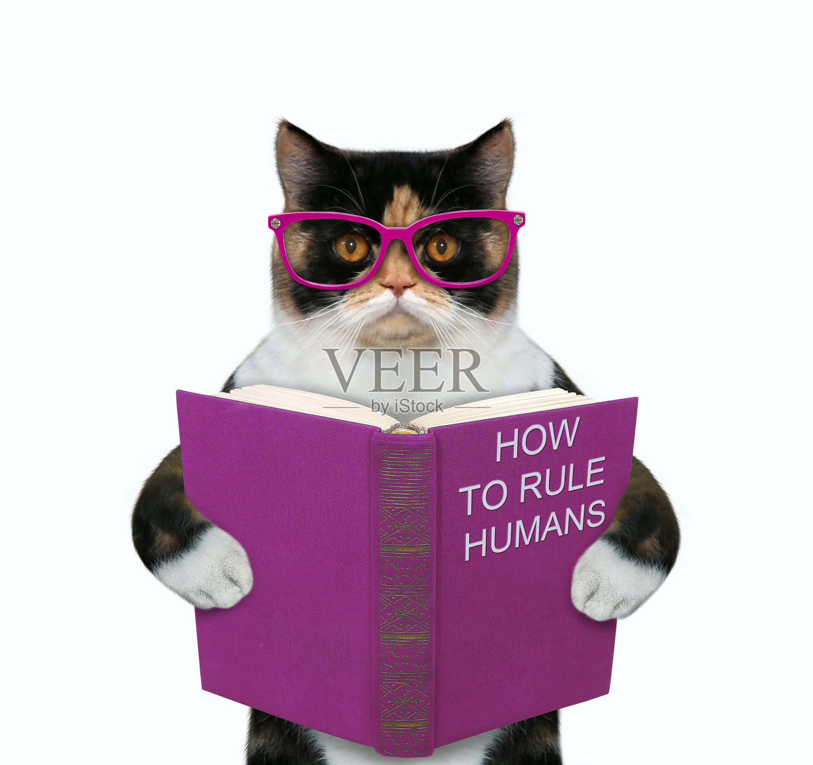 猫站在书4照片摄影图片