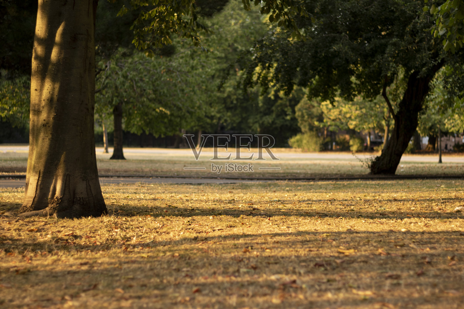 公园草地上温暖的落日余晖。照片摄影图片
