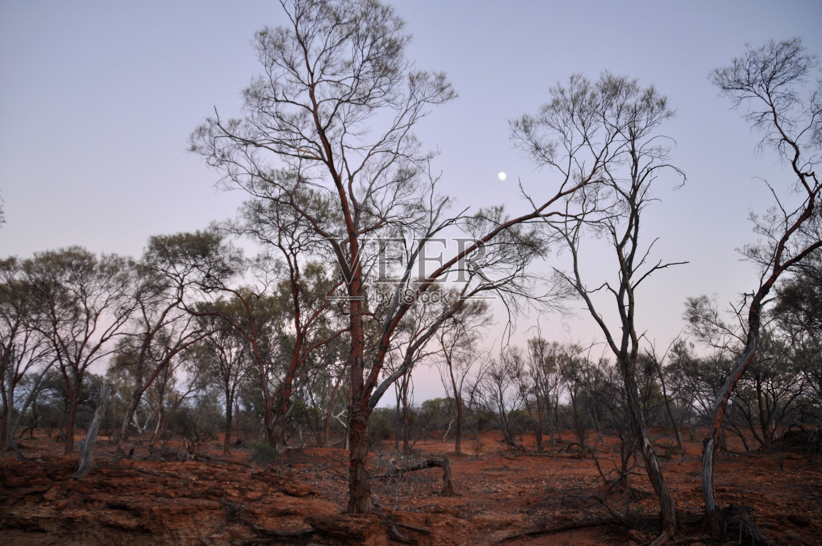 一轮冉冉升起的月亮挂在树梢上照片摄影图片