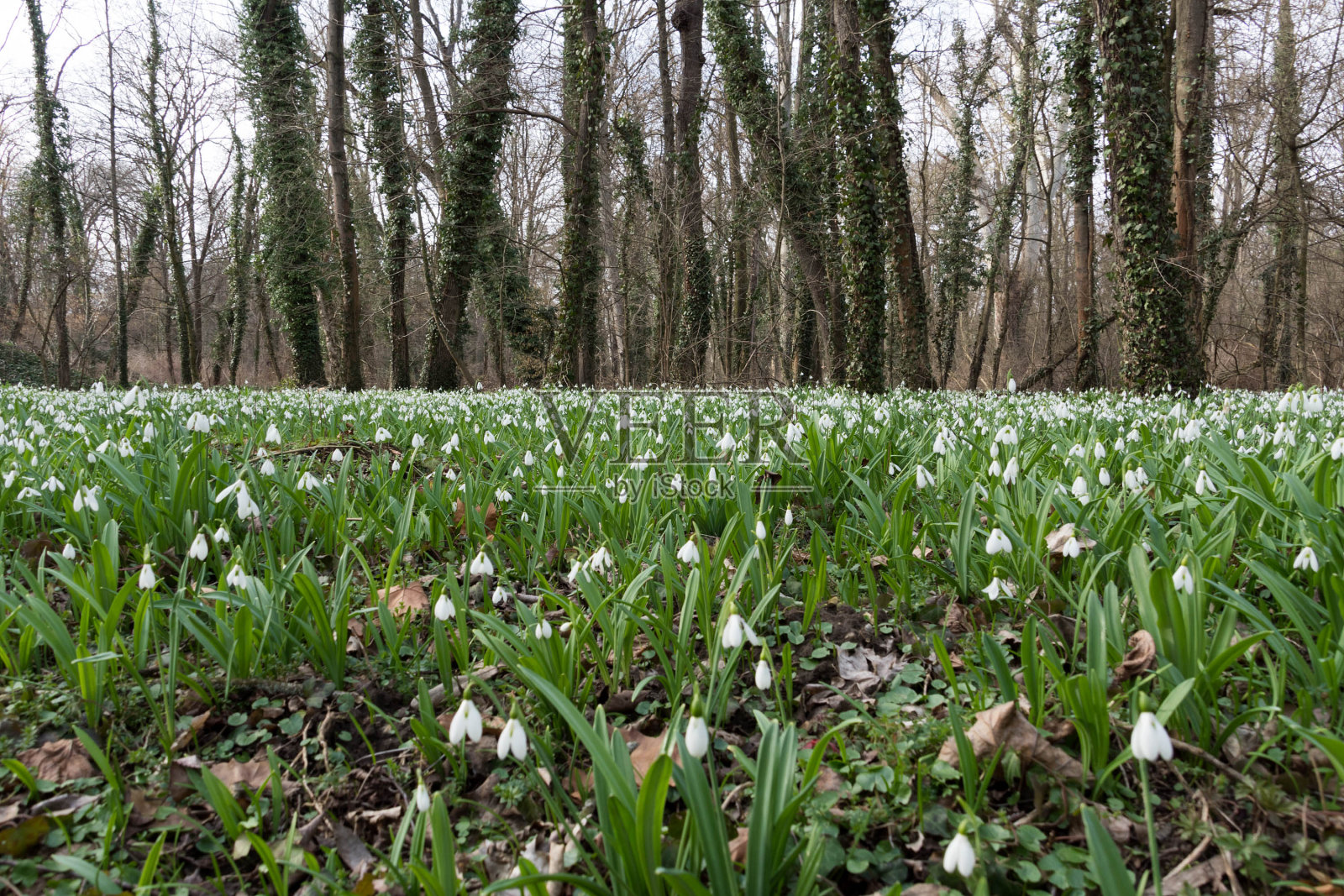 近距离观看许多雪花莲照片摄影图片