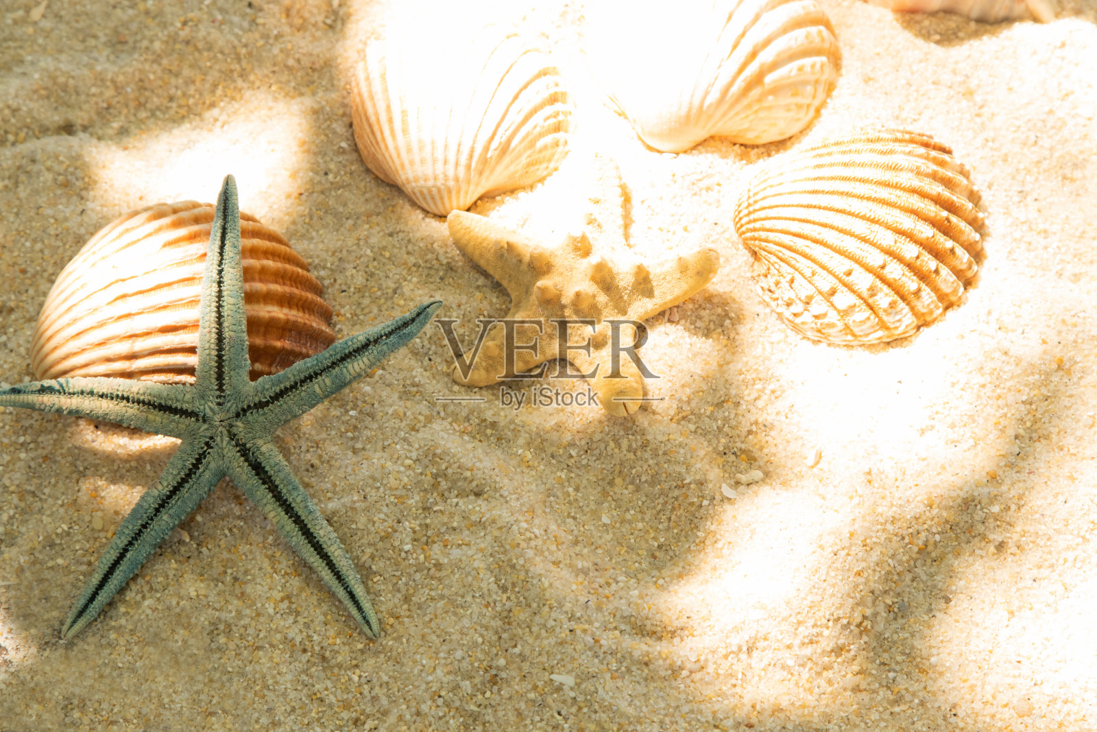 沙滩上有贝壳和海星照片摄影图片