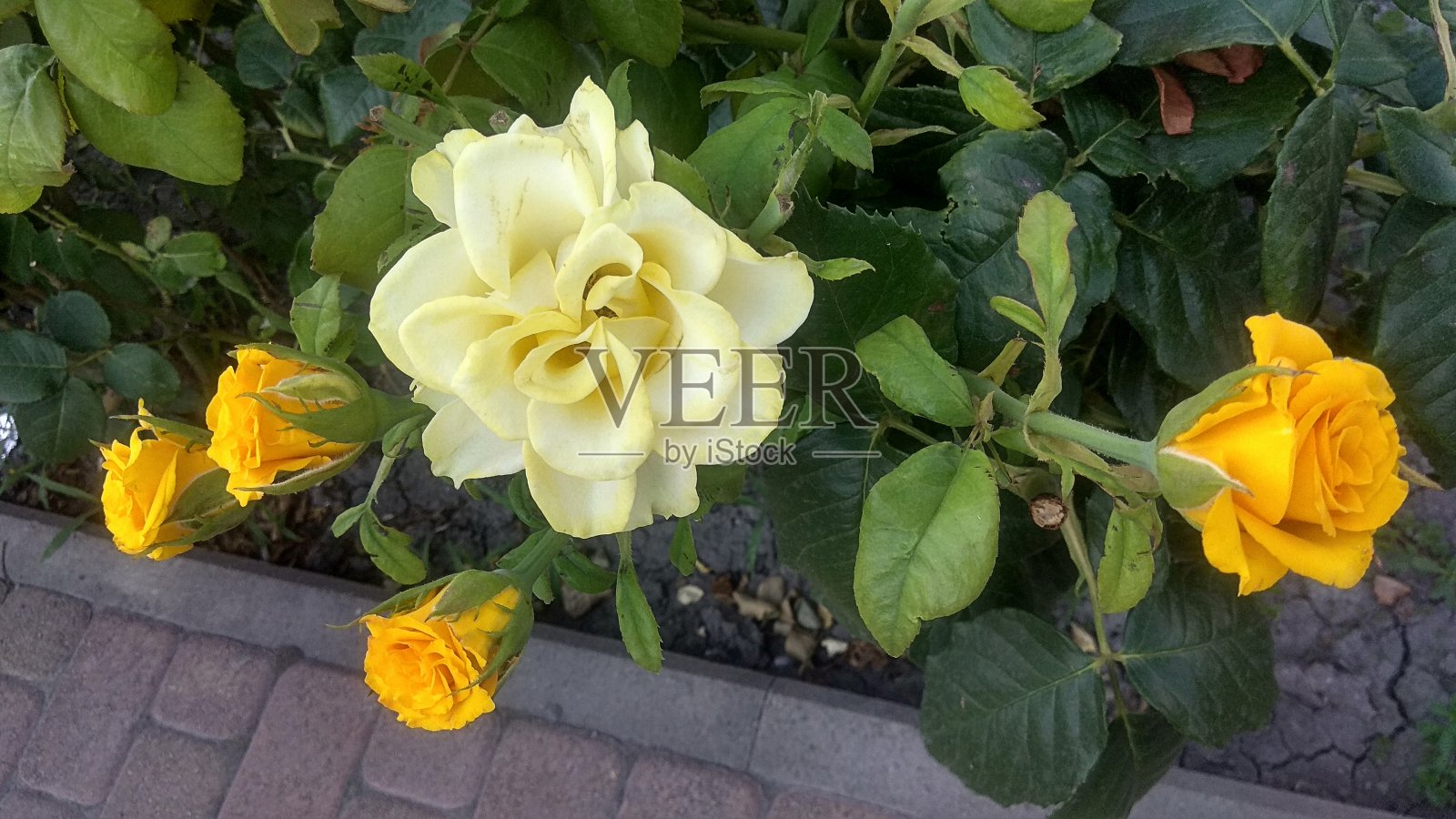 一簇变色龙，黄玫瑰:开着，淡黄色，亮黄色的玫瑰，有光泽，深绿色的叶子在灌木上，悬在铺好的小路上。照片摄影图片