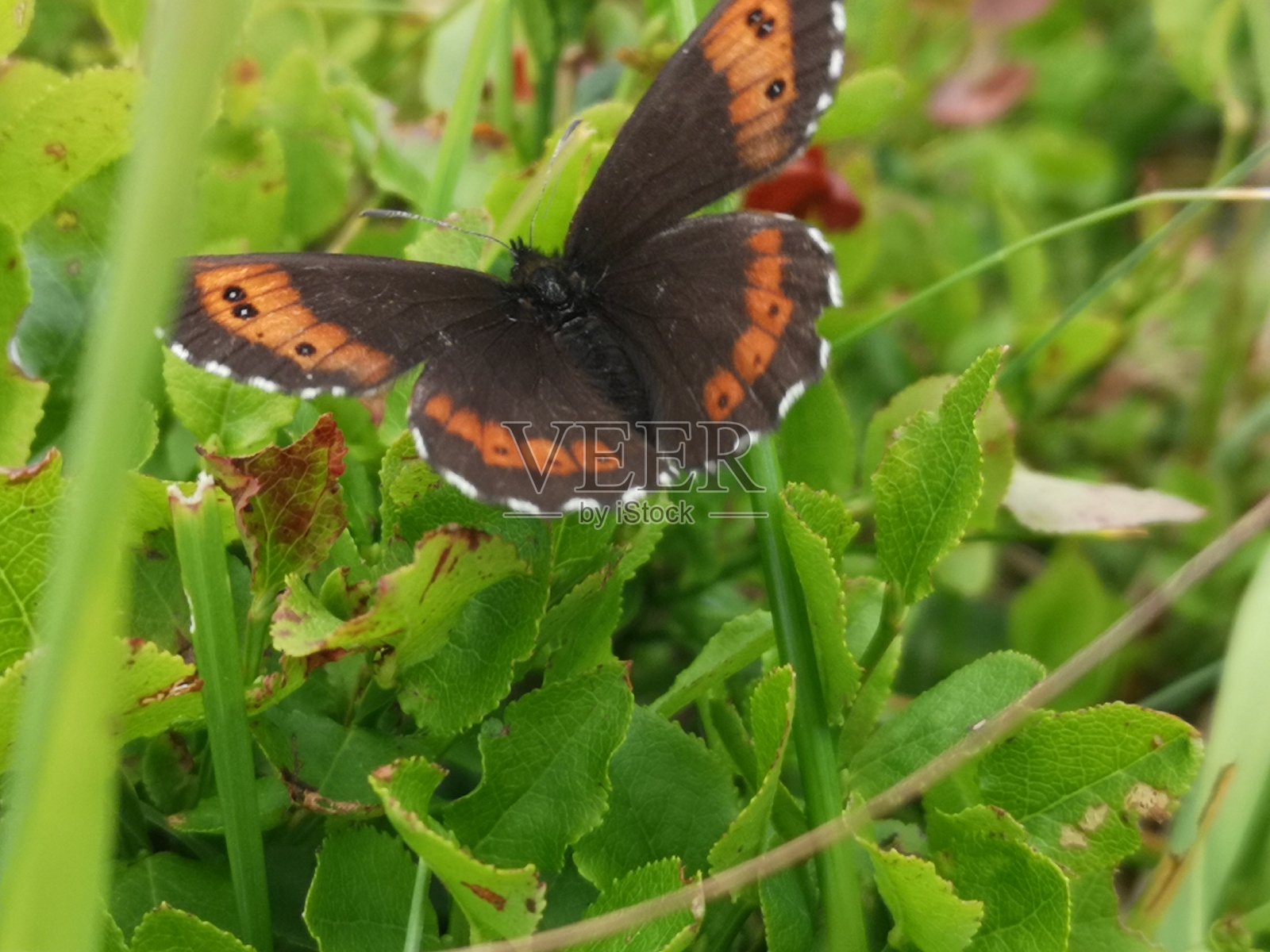 蝴蝶照片摄影图片
