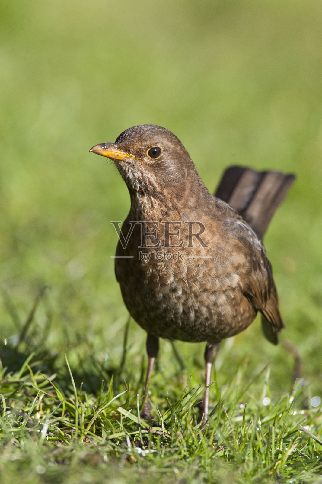 欧亚黑鸟，图尔杜斯梅鲁拉照片摄影图片