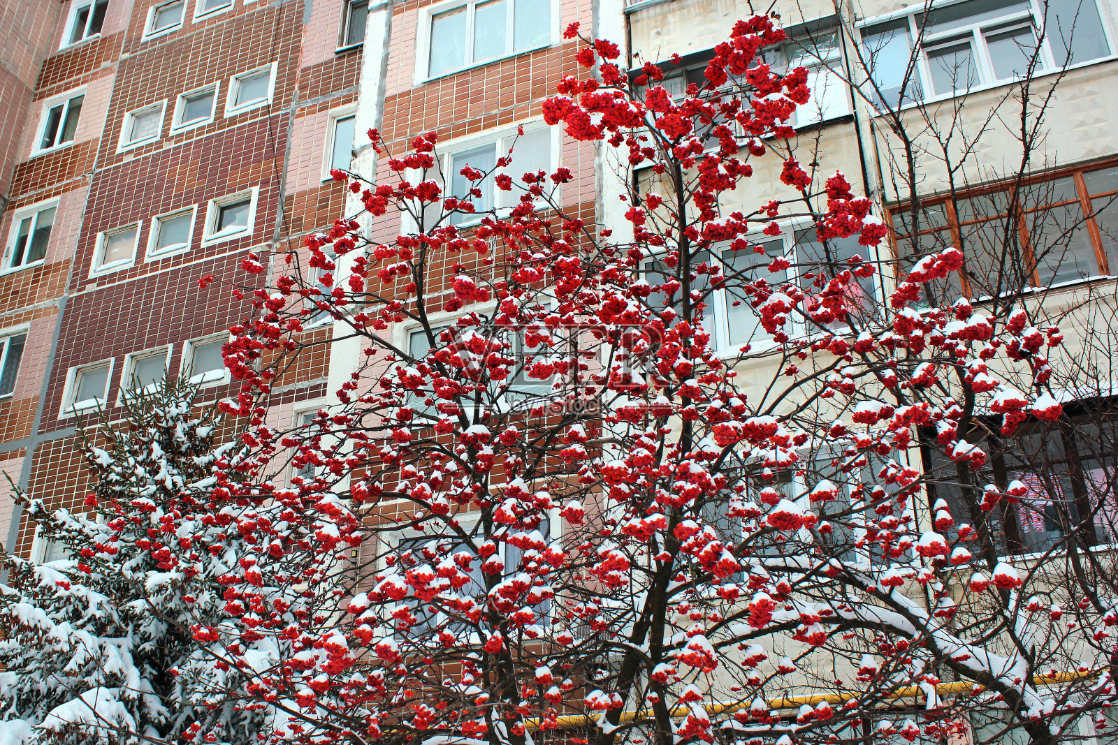 花楸果在冬天被雪覆盖照片摄影图片