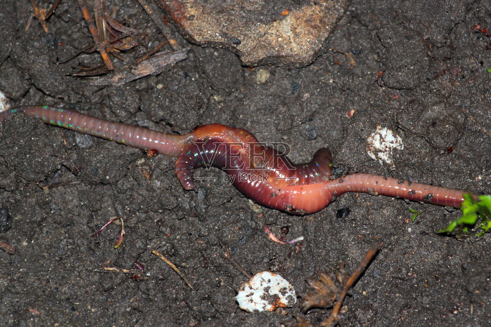蚯蚓交配，两只蚯蚓在地上交配照片摄影图片