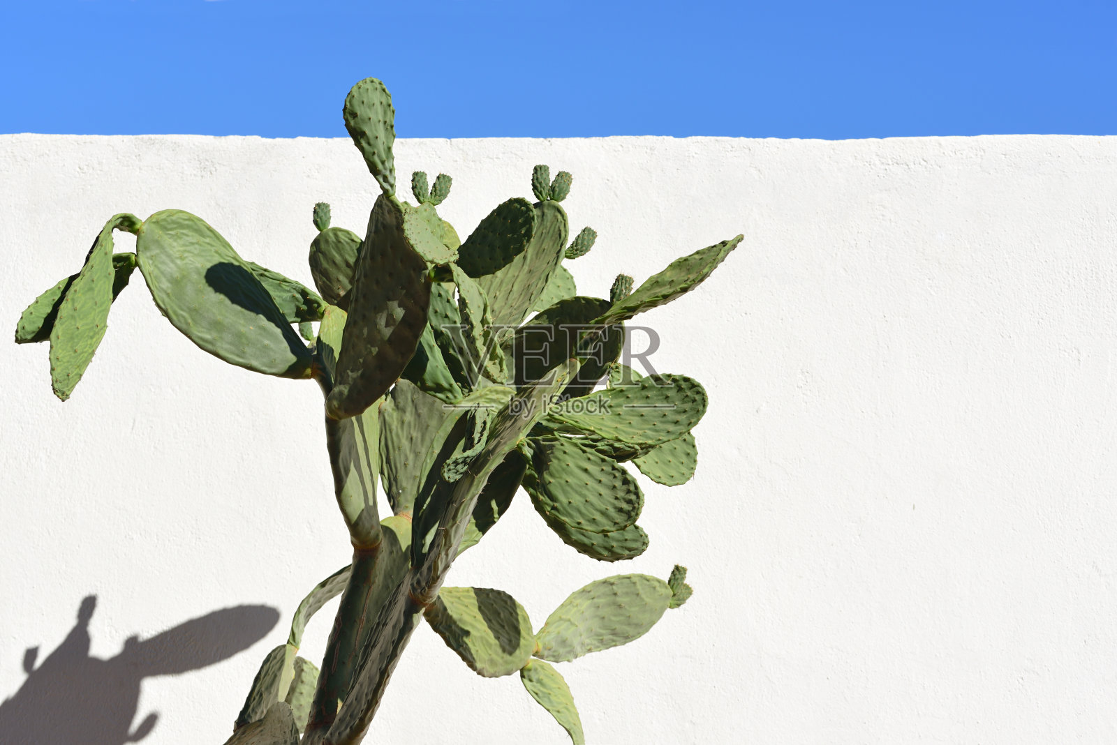 在西西里岛的蓝天下，一株绿色的多刺梨伫立在一堵白墙前照片摄影图片