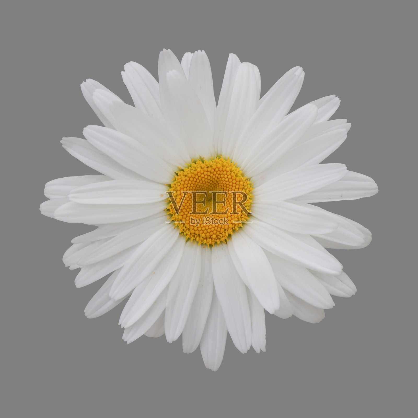 菊花的花开放。照片摄影图片