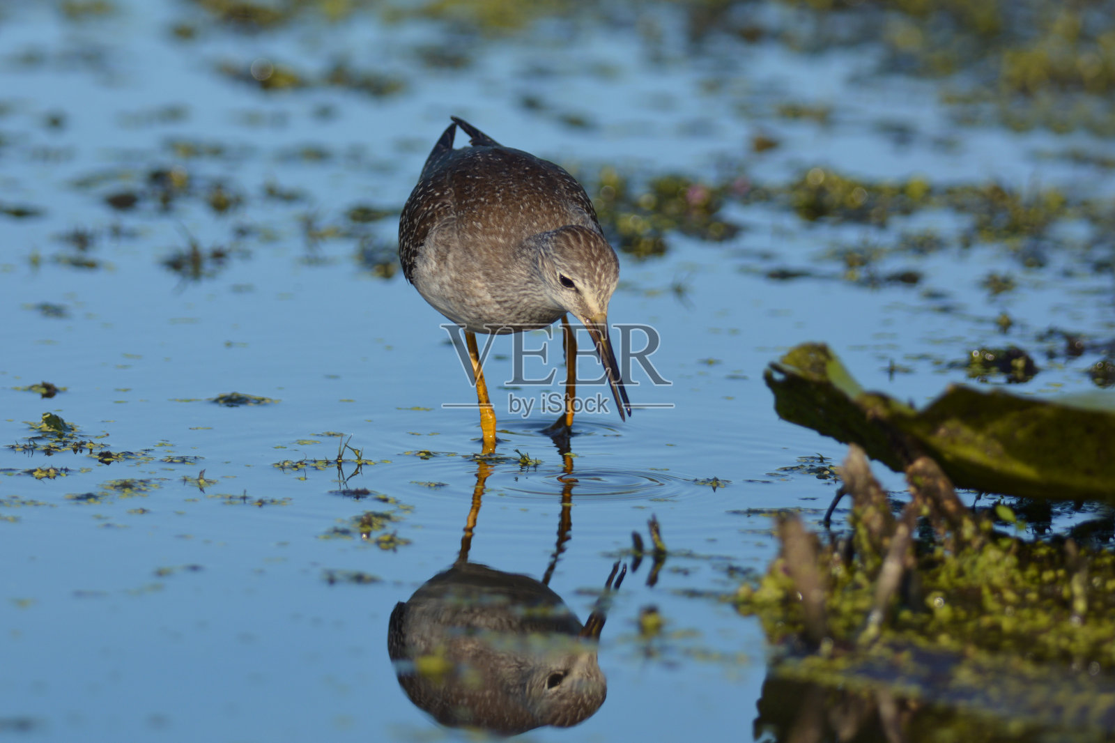 大黄腿鸟照片摄影图片