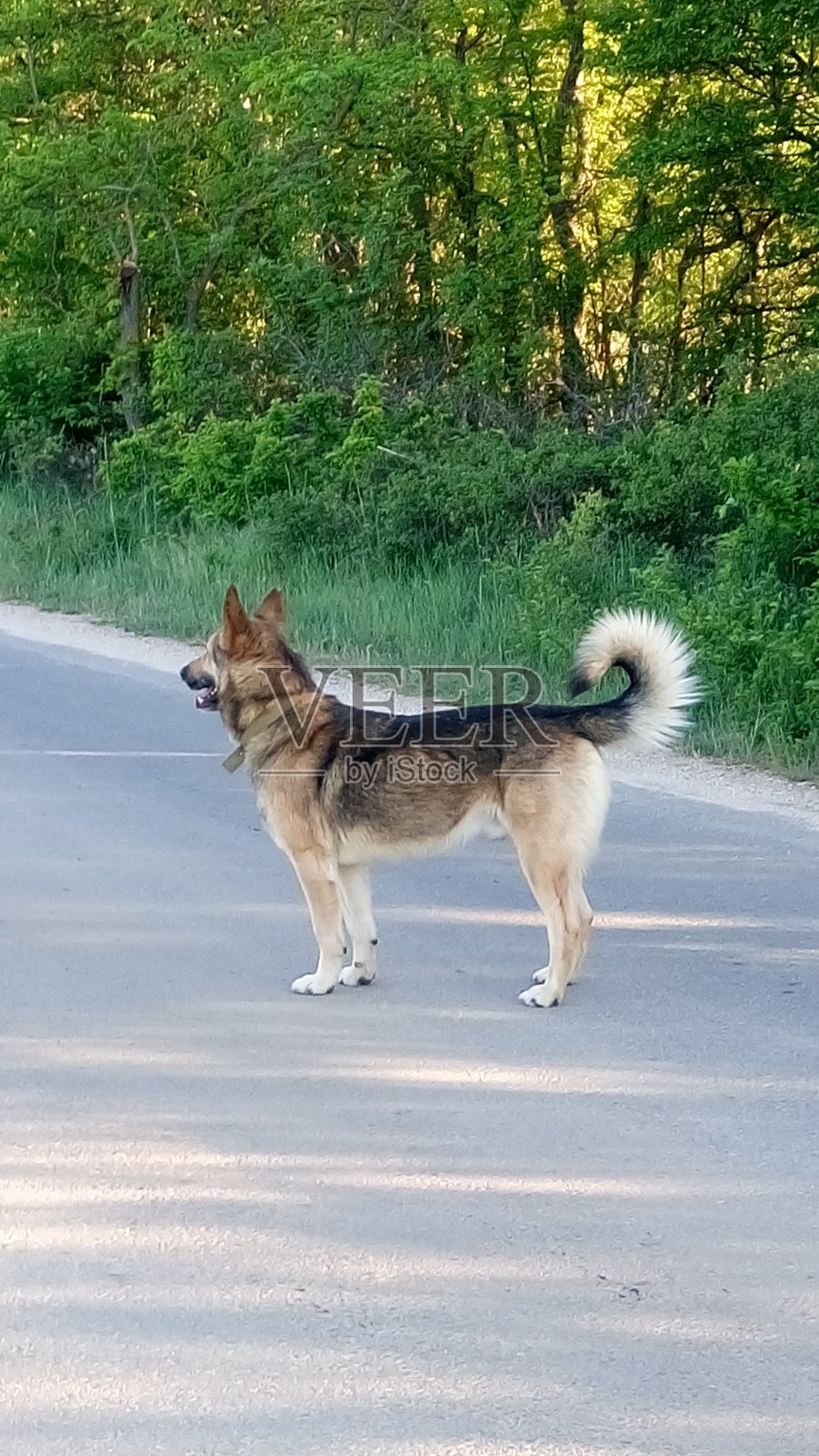 德国牧羊犬在春天的绿草地上散步照片摄影图片