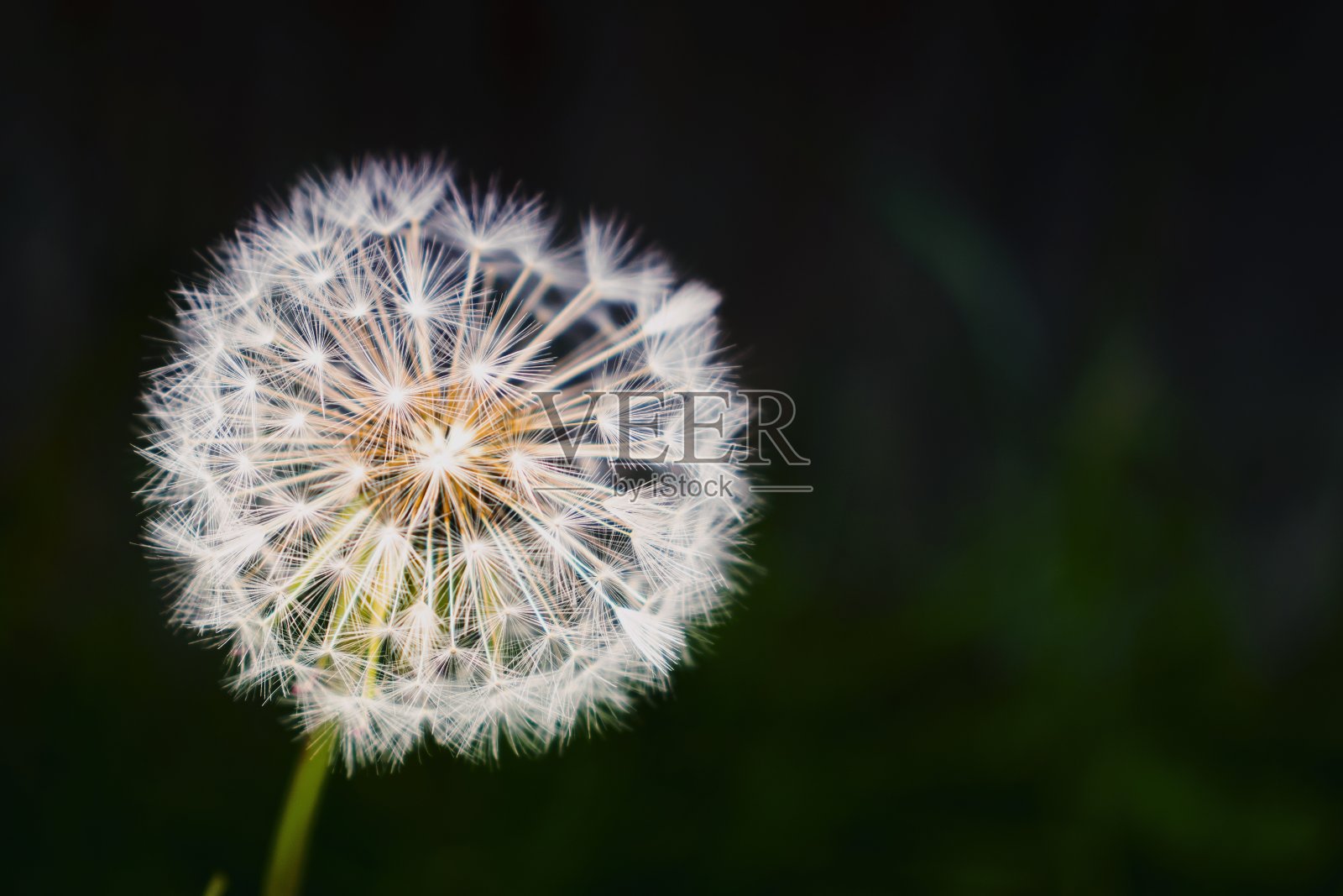 蒲公英近距离在黑暗的背景照片摄影图片