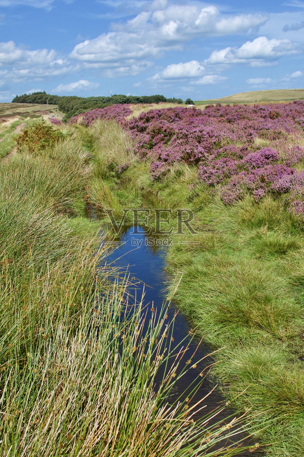 荒野上的希瑟照片摄影图片