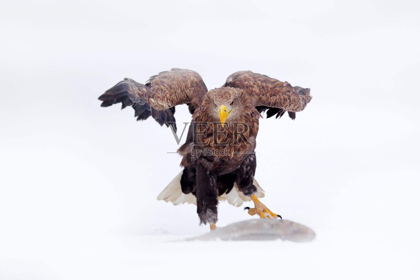 鹰和鲤鱼。白尾鹰，大比目鱼，猛禽与捕获的鱼在雪景冬天，动物在冰上，森林自然栖息地的背景，德国。照片摄影图片