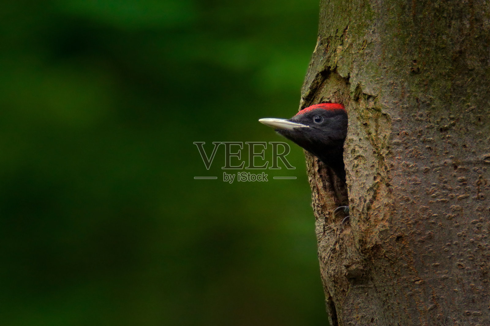 鸟巢里的啄木鸟和小鸡。夏天绿色森林里的黑啄木鸟。野生动物场景与黑鸟在自然栖息地。照片摄影图片