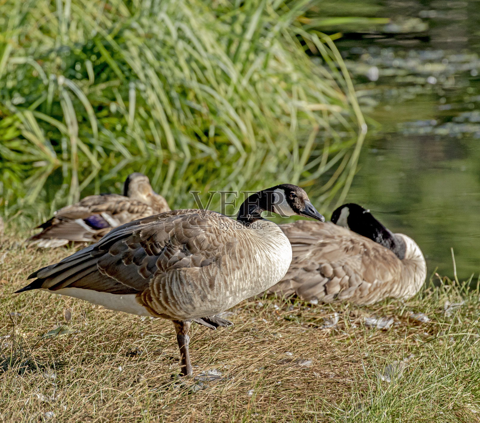鹅照片摄影图片