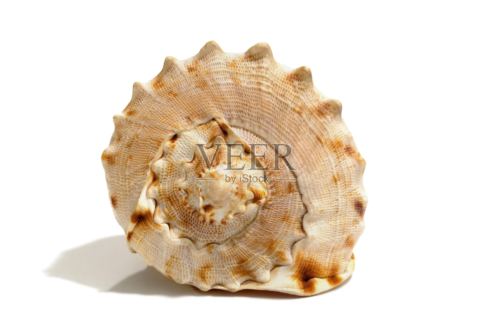 白色背景上孤立的贝壳。美丽。摄影棚的特写镜头。照片摄影图片