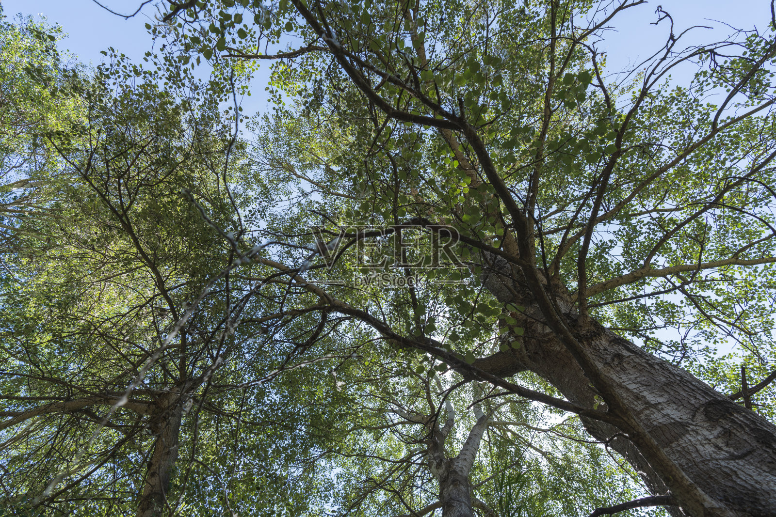 河中一些树的顶部照片摄影图片