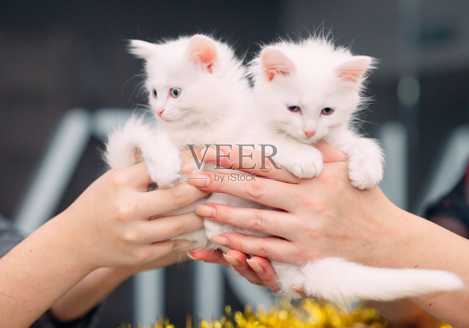 猫展：笼中的猫照片摄影图片