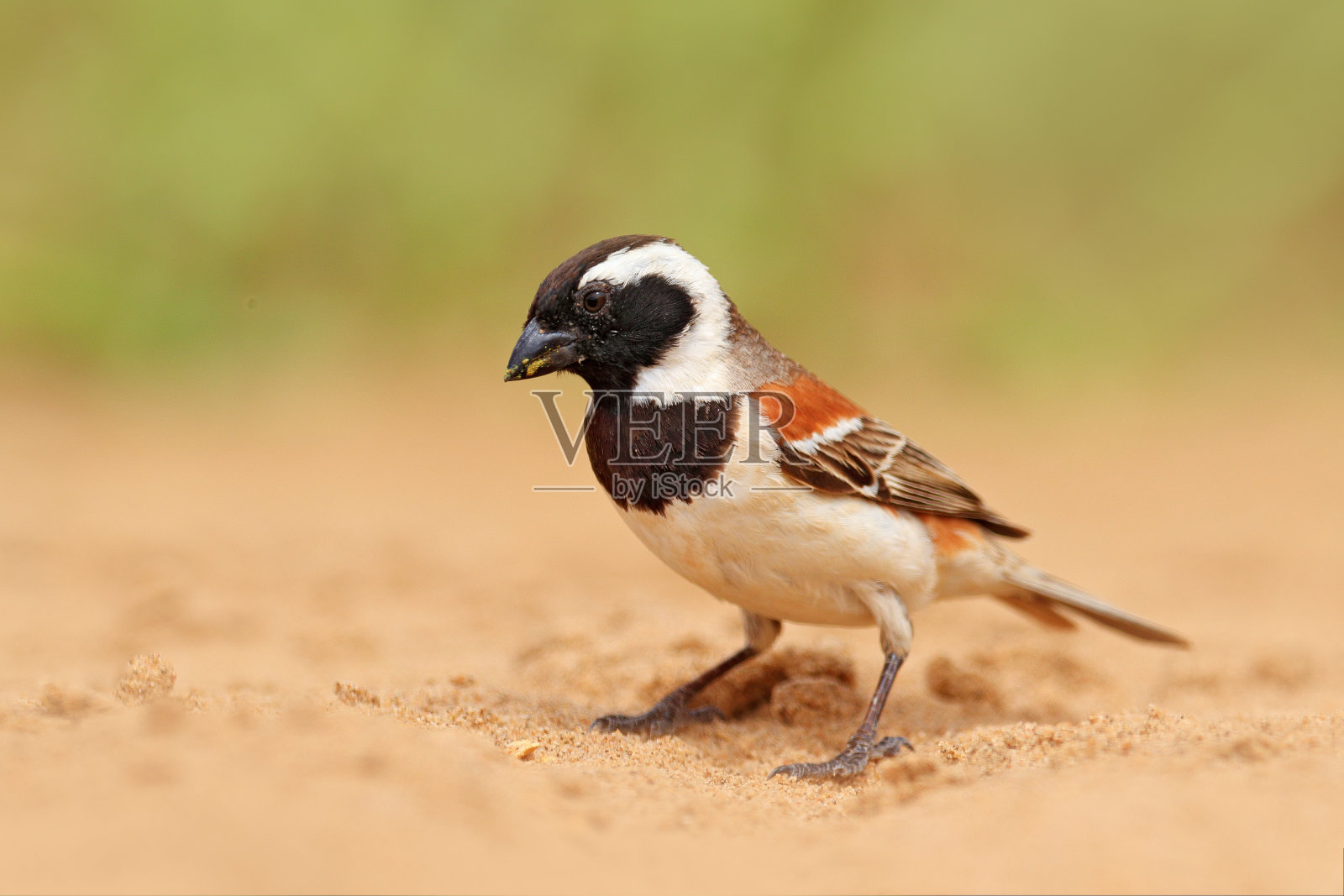 黑雀，黑雀，或苔藓，长在多刺的树枝上，有鸟的黑喙。来自非洲、纳米比亚的不明鸟类。照片摄影图片