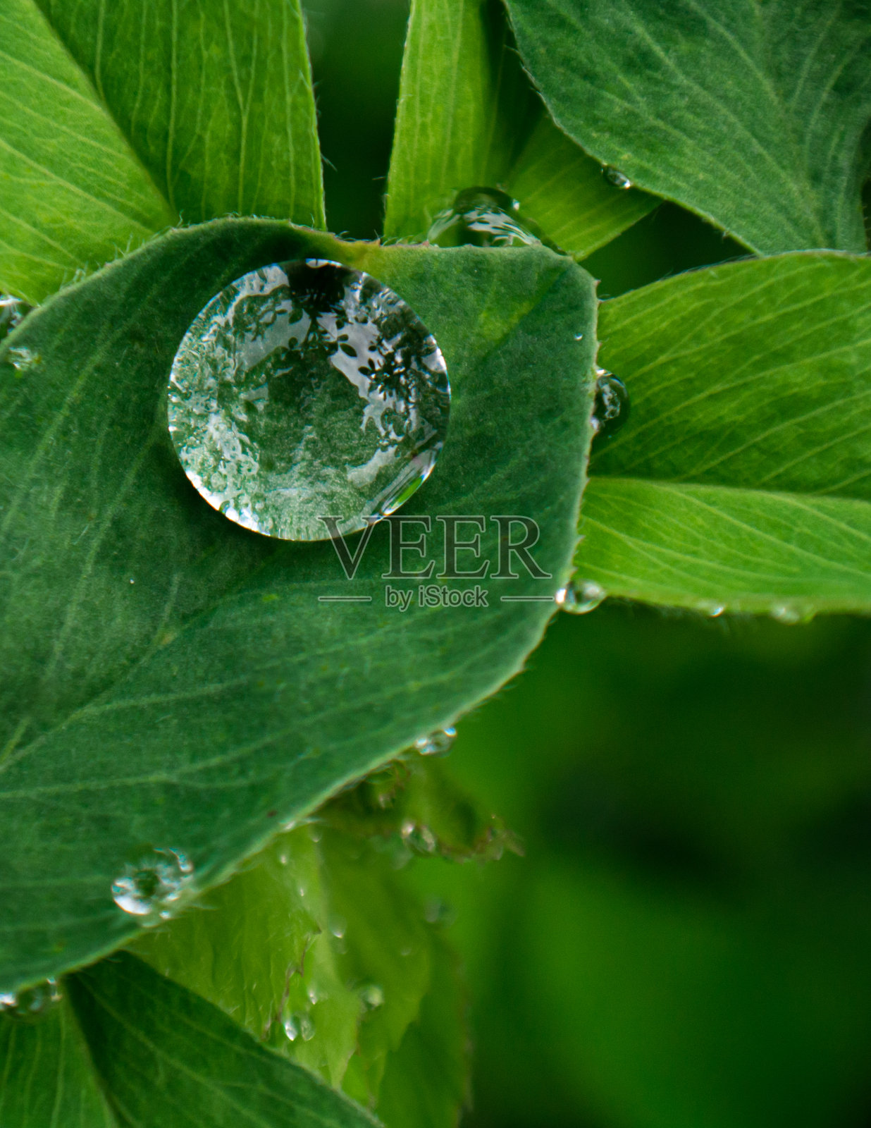 绿叶上的雨滴，大自然的微距照片照片摄影图片
