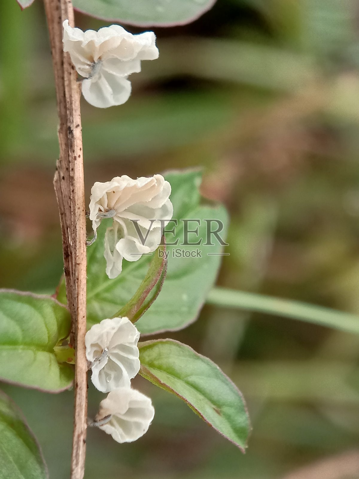 木材上的真菌照片摄影图片