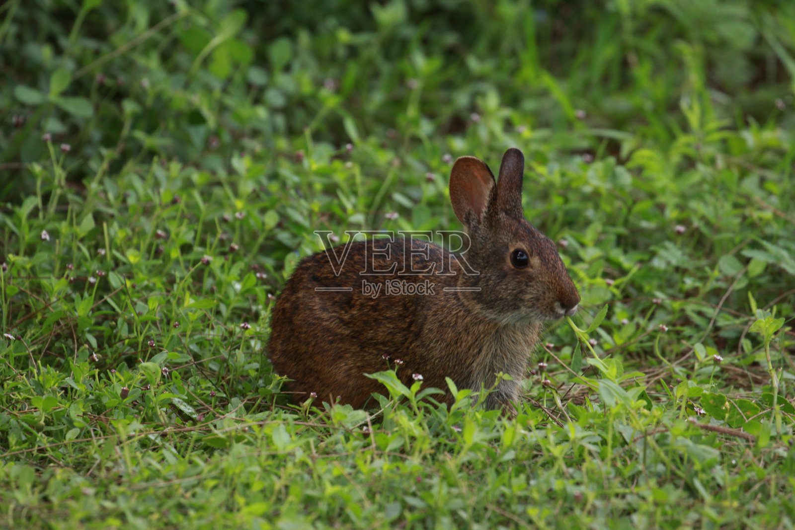 2020年8月22日，佛罗里达墨尔本的印第安河泻湖边的沼泽兔照片摄影图片
