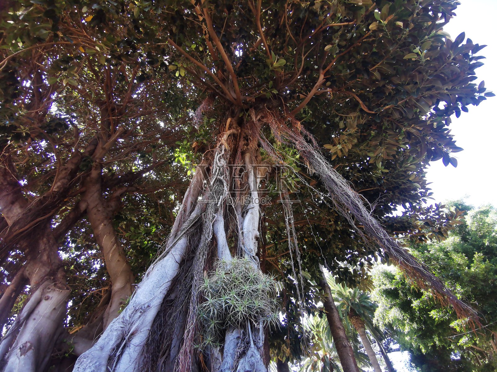老榕树macrophylla照片摄影图片