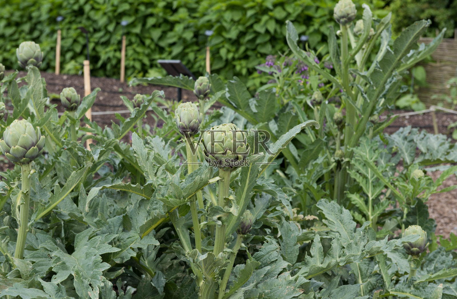 有机地球洋蓟植物(洋蓟cardunculus变种scolymus)在英国德文郡的田园菜园中种植照片摄影图片