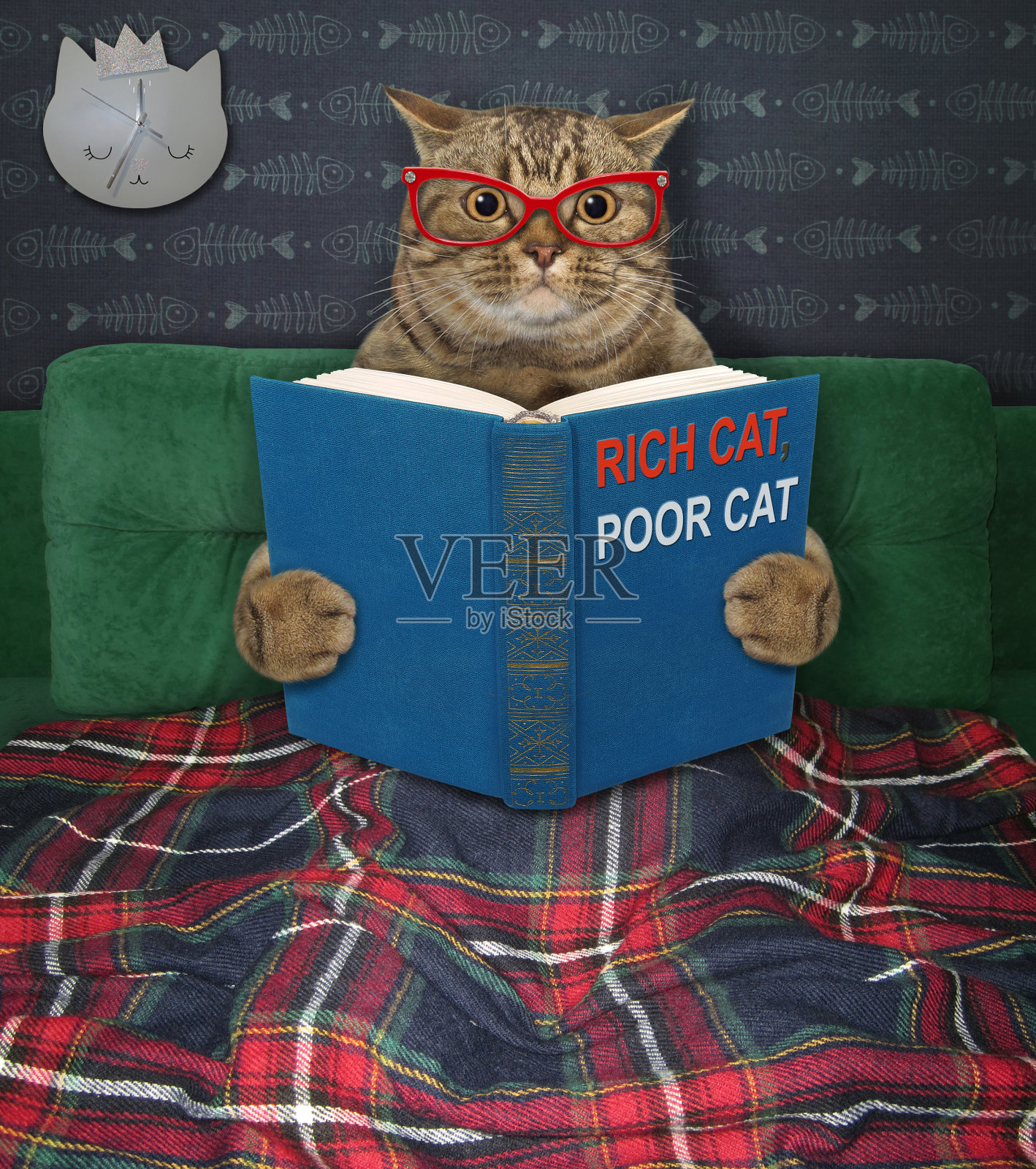 猫在床上读有趣的书照片摄影图片