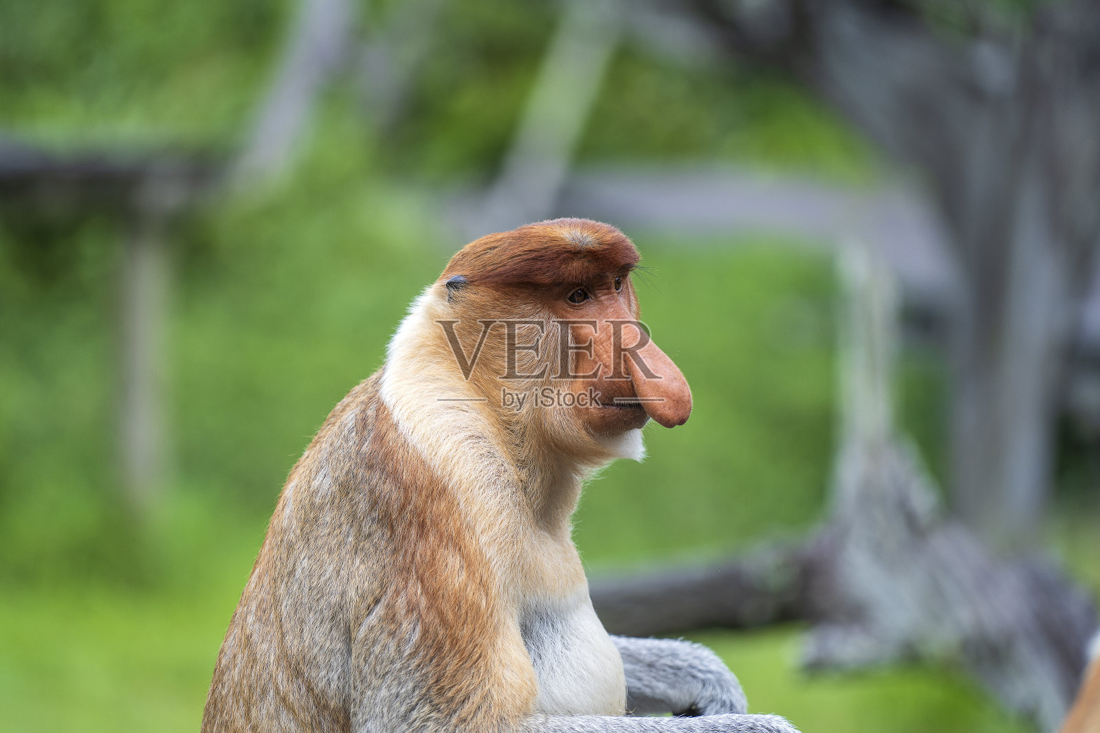 野生长鼻猴或鼻幼虫，在婆罗洲雨林，马来西亚照片摄影图片