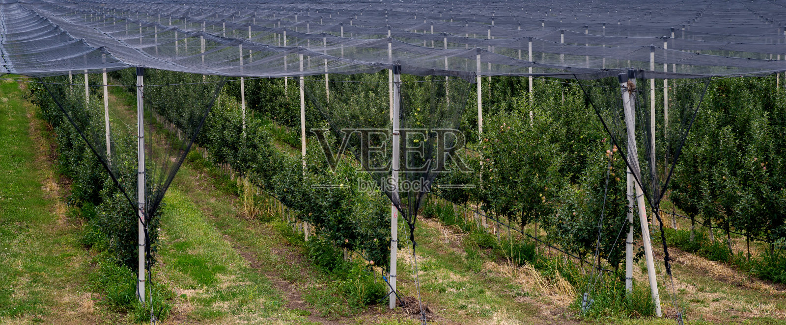 防雹网制水果生产照片摄影图片