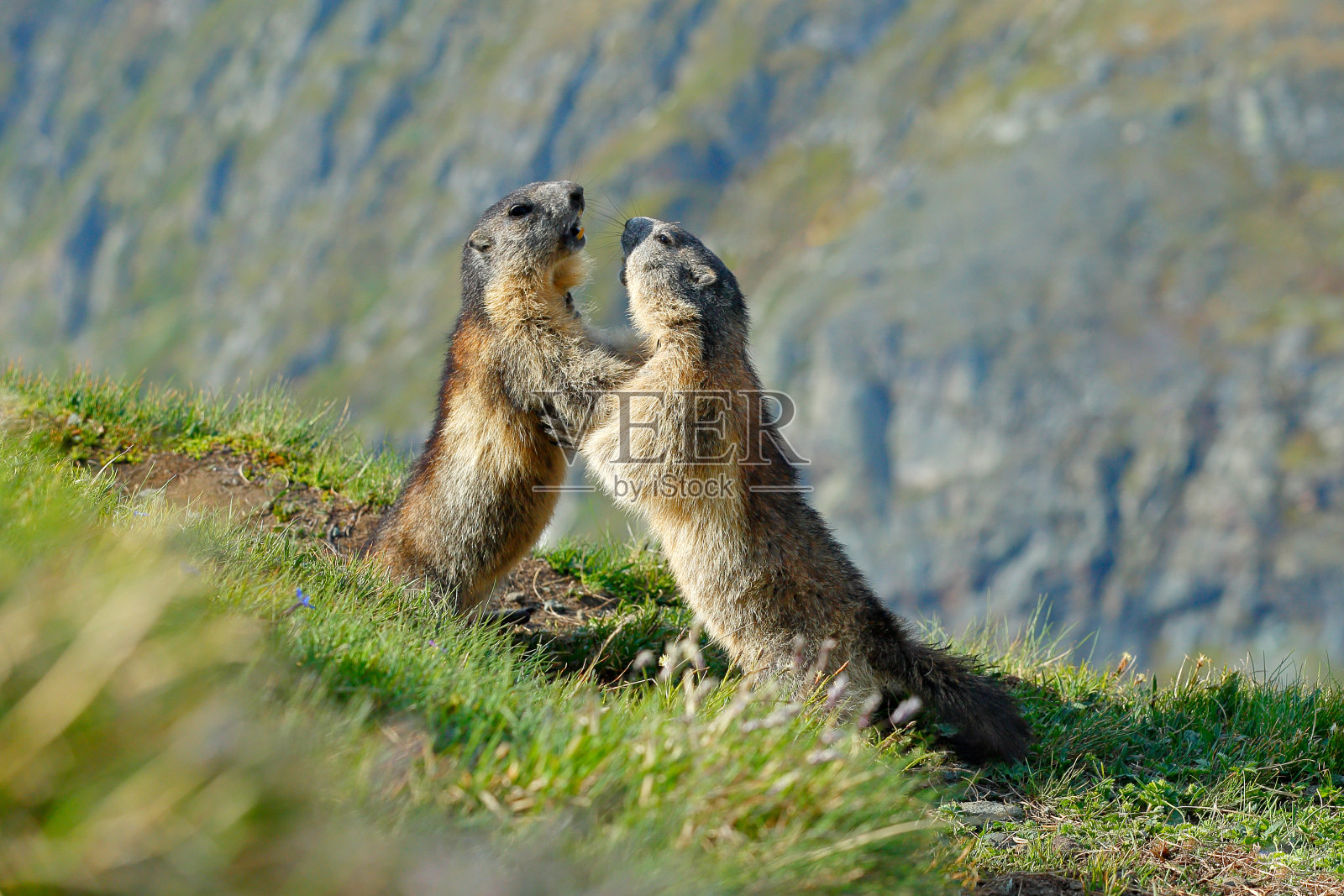 可爱的胖动物土拨鼠，坐在草地与自然的岩石栖息地，阿尔卑斯，意大利。野生自然的野生景象。有趣的图片，土拨鼠的细节。照片摄影图片