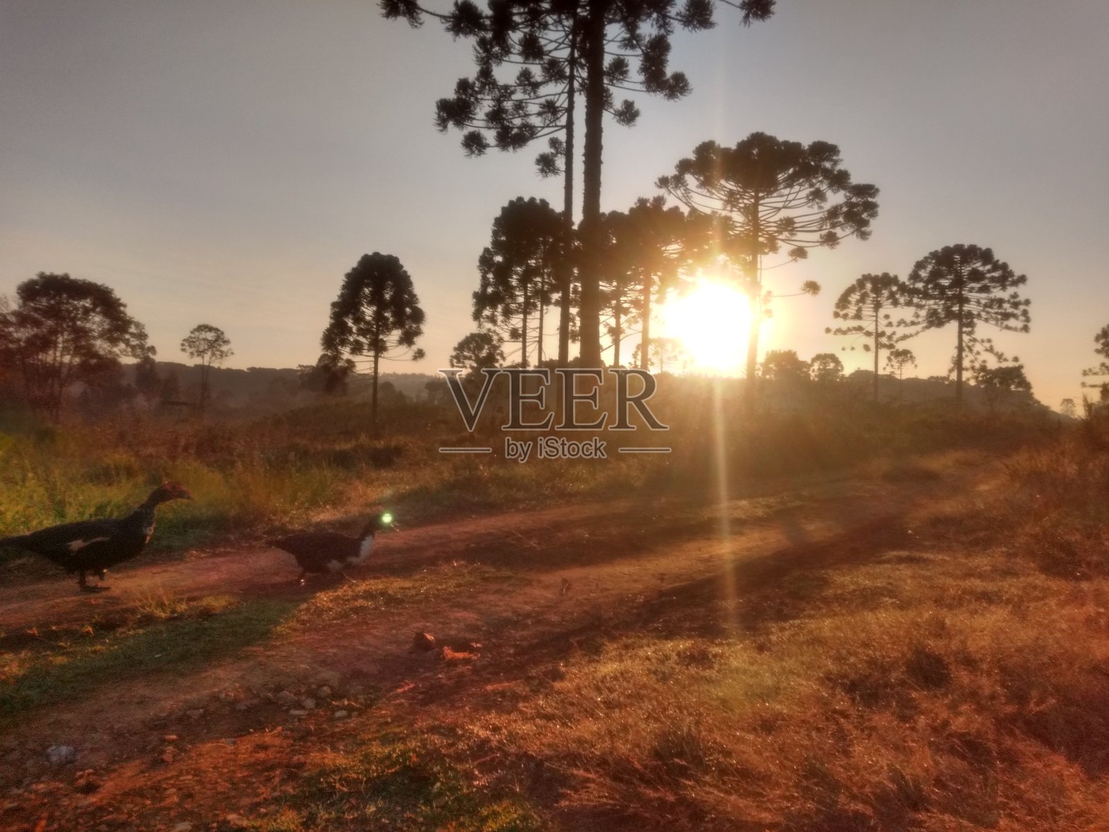 日出照片摄影图片