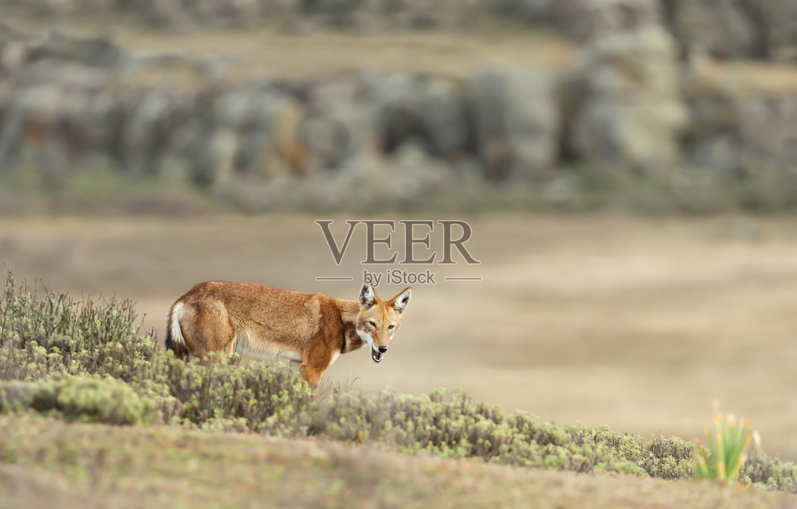 山区里珍稀濒危的埃塞俄比亚狼照片摄影图片