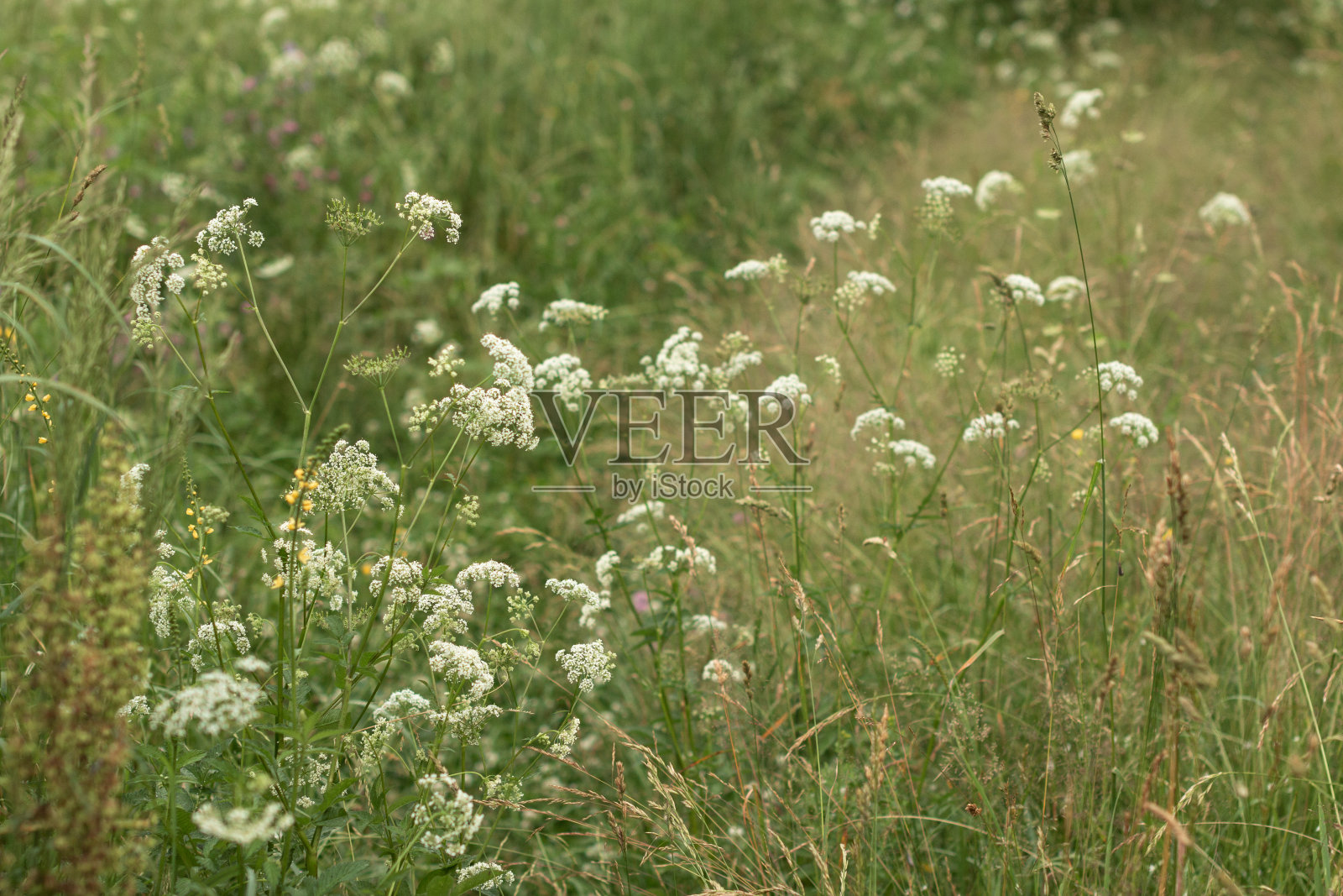 绿色草地中白色小花的花序照片摄影图片
