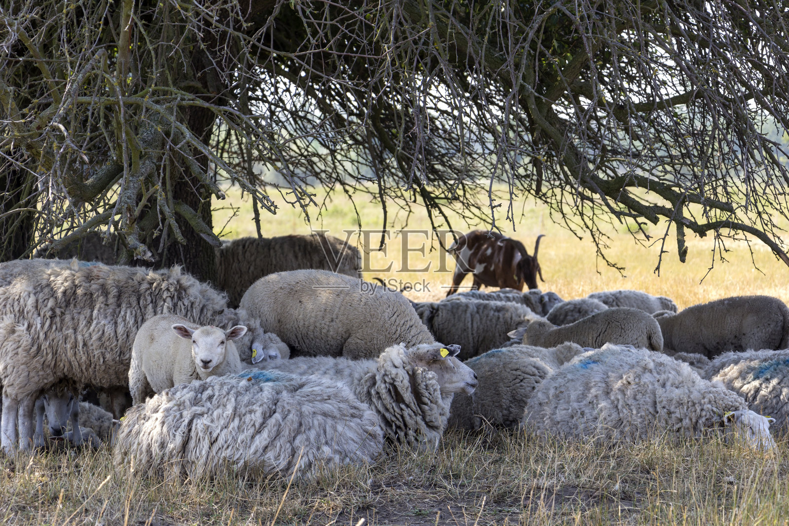许多羊躺在树下，保护自己免受正午的阳光。照片摄影图片