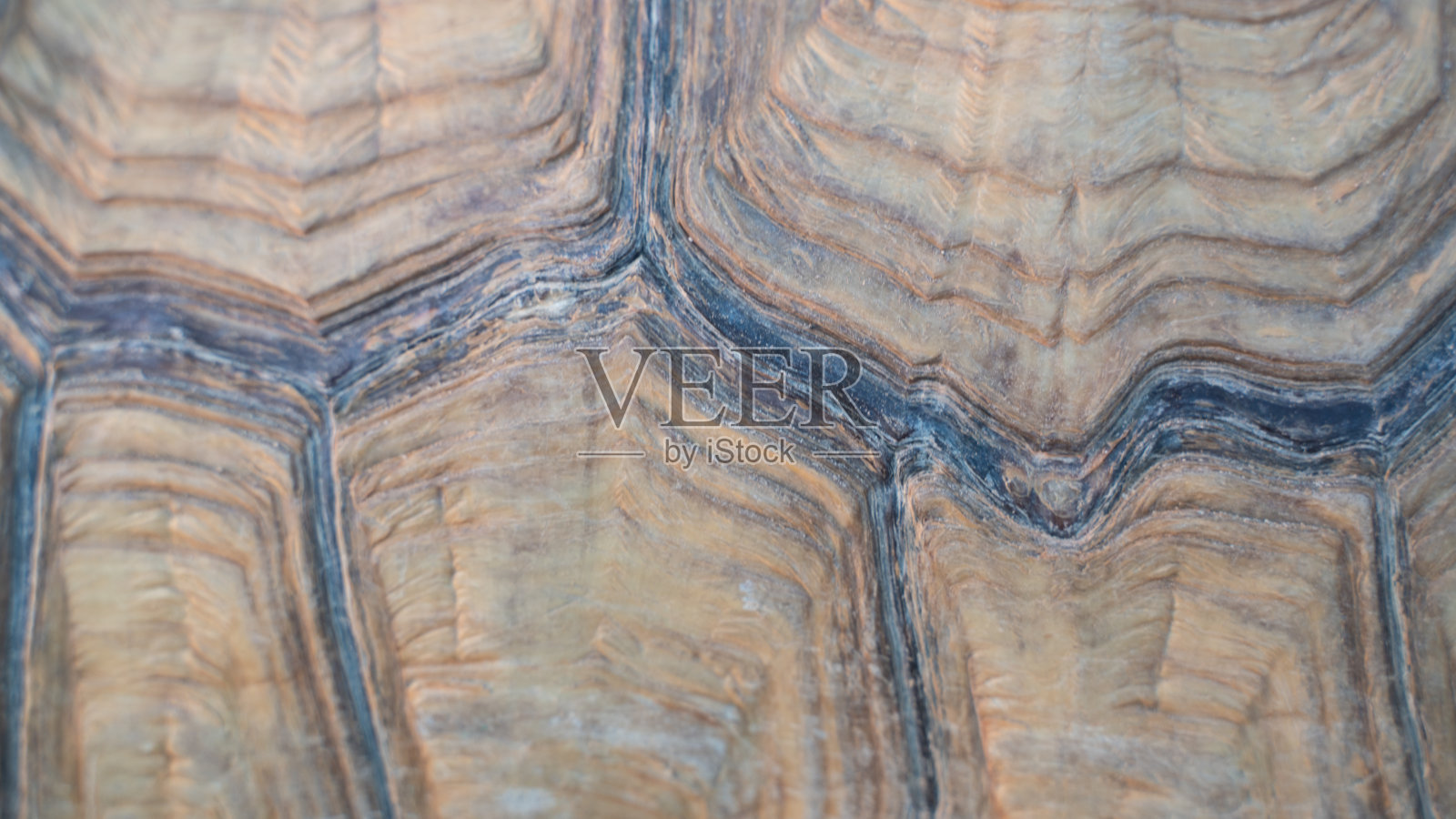 沙漠龟特写镜头照片摄影图片