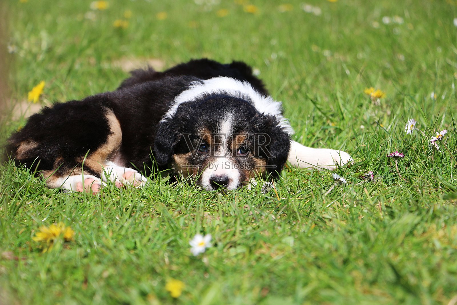 可爱的彩色狗在公园的草地上休息照片摄影图片