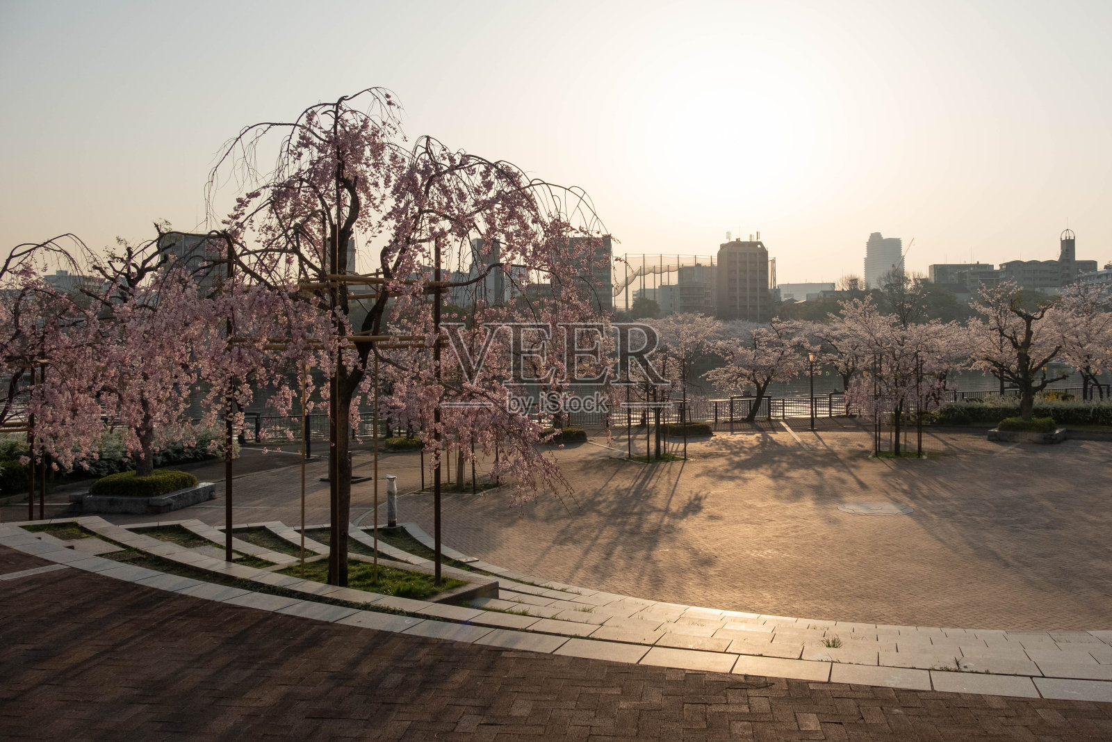 樱花和早晨的阳光照片摄影图片