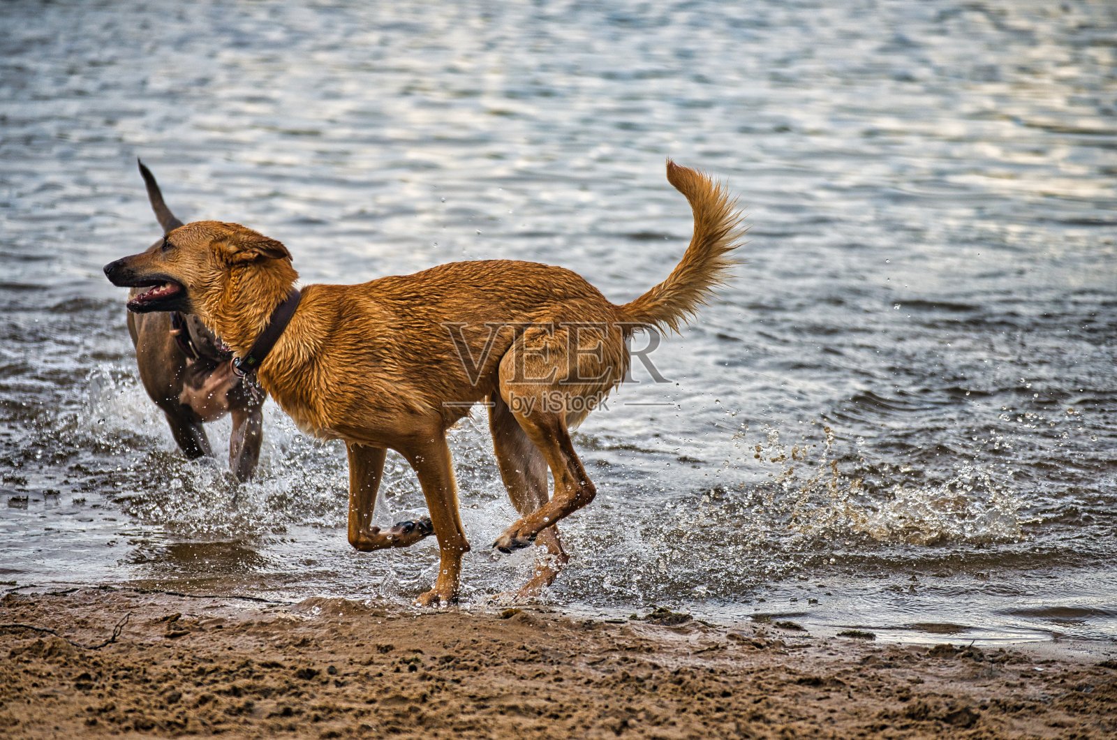 在希尔伯湖附近的汉诺威附近的朗根哈根，狗狗们在狗的海滩上玩耍和嬉闹照片摄影图片