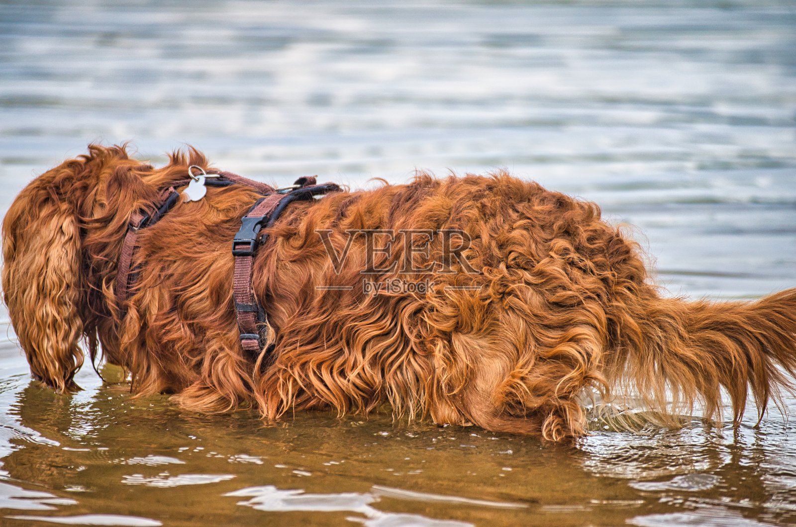 在希尔伯湖附近的汉诺威附近的朗根哈根，狗狗们在狗的海滩上玩耍和嬉闹照片摄影图片