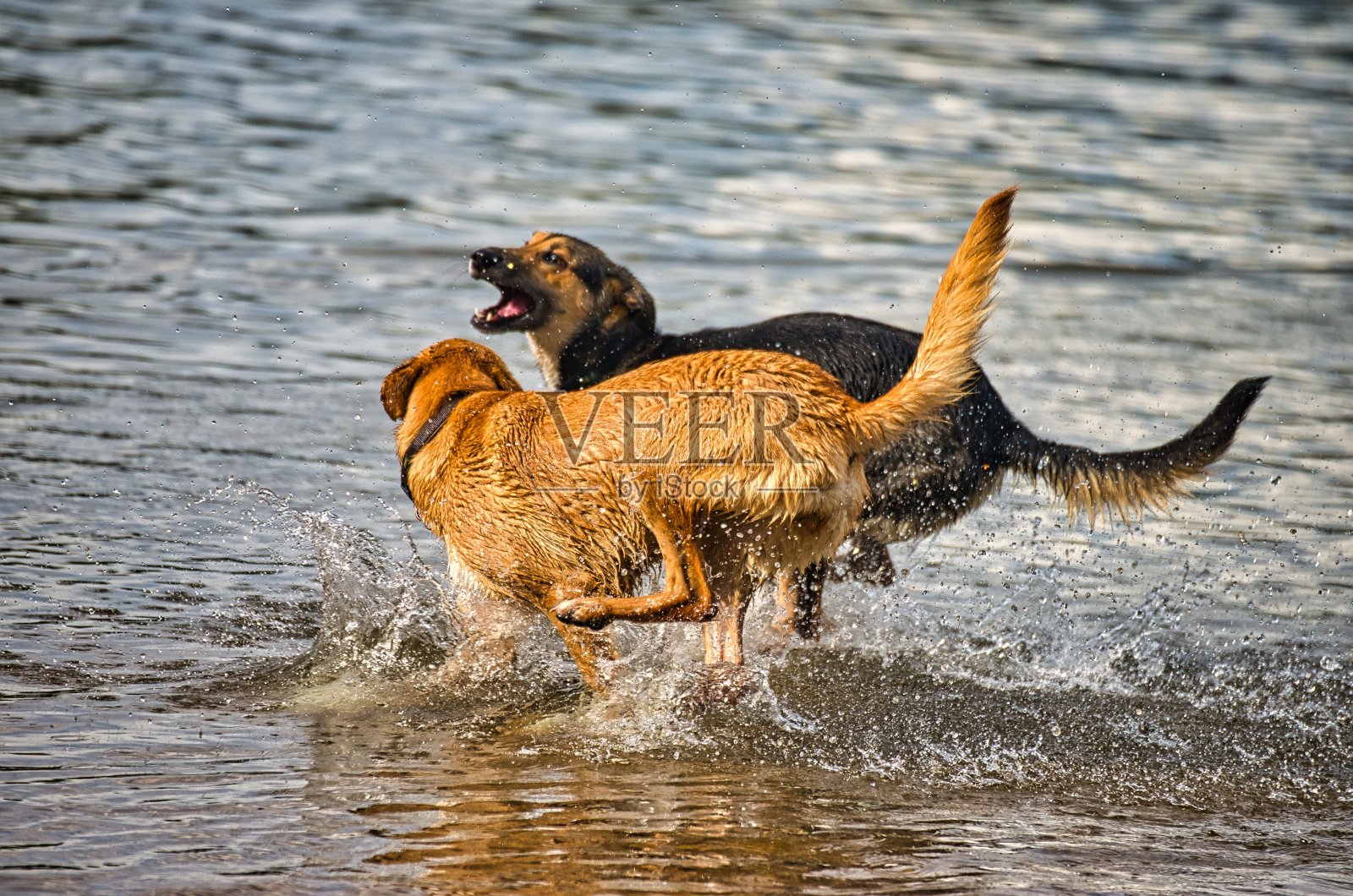 在希尔伯湖附近的汉诺威附近的朗根哈根，狗狗们在狗的海滩上玩耍和嬉闹照片摄影图片